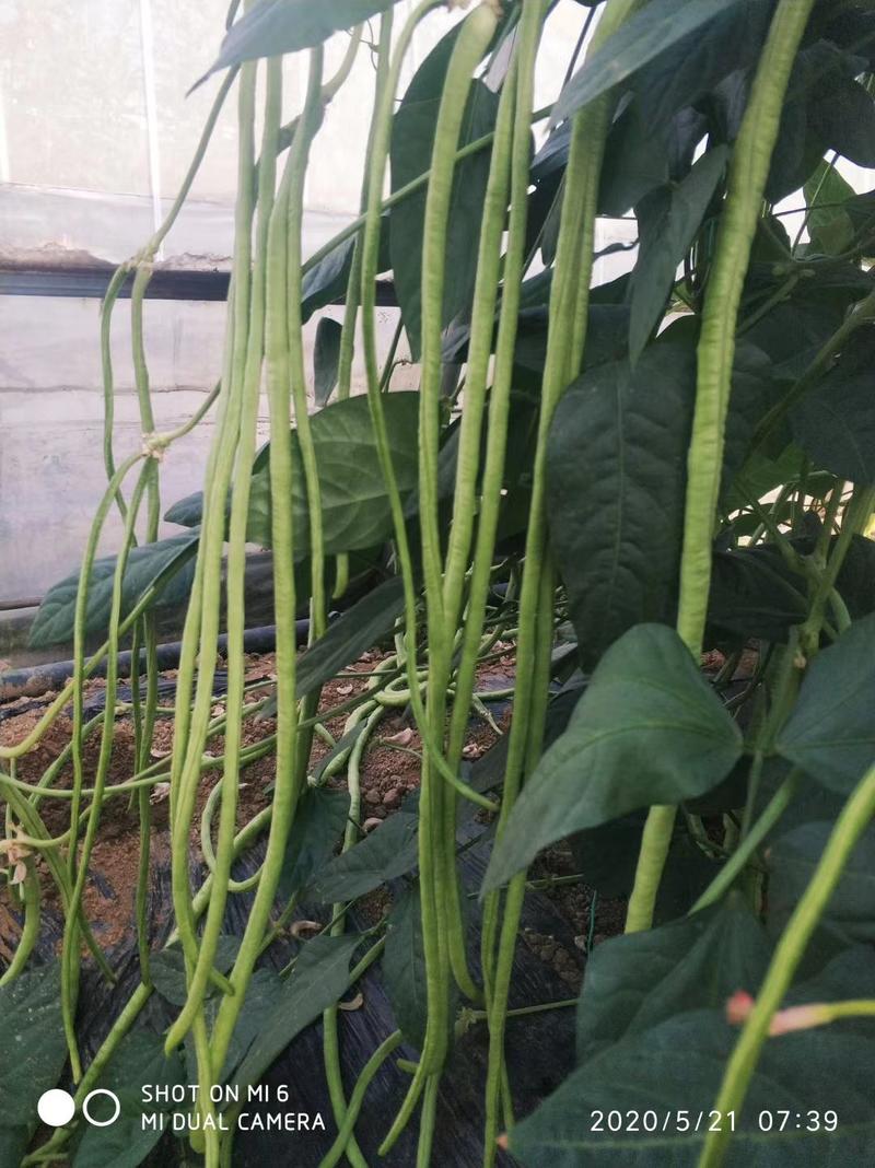 沃豇11号翠绿条豆角种子小厚叶耐热无鼠尾连续结果能力强肉