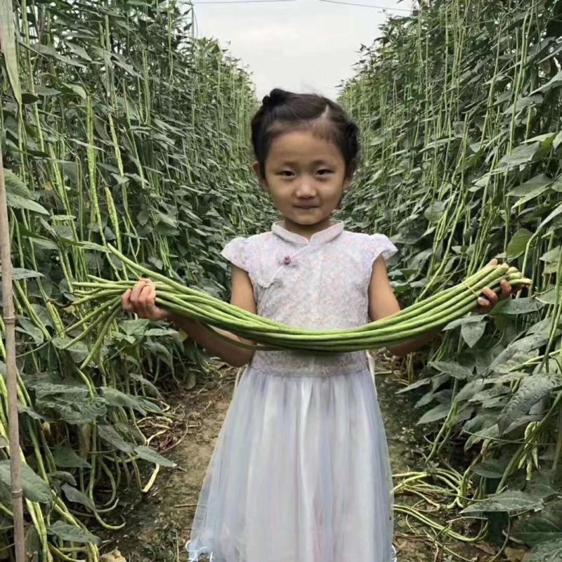 沃豇11号翠绿条豆角种子小厚叶耐热无鼠尾连续结果能力强肉