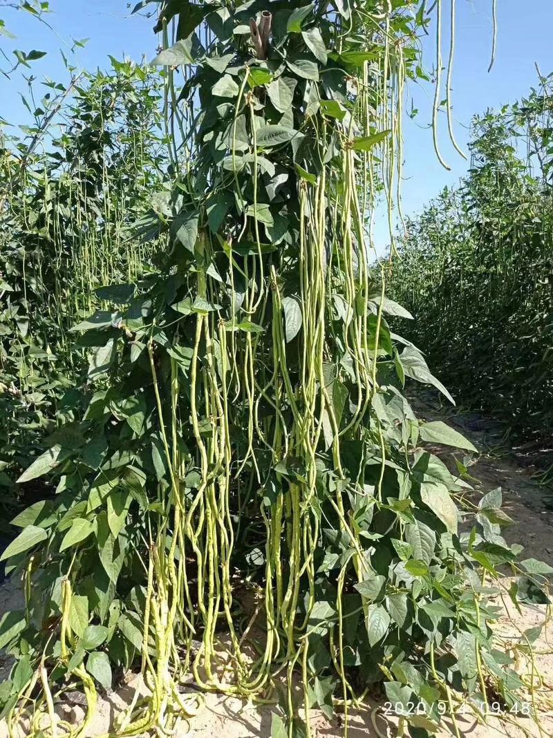 沃豇11号翠绿条豆角种子小厚叶耐热无鼠尾连续结果能力强肉