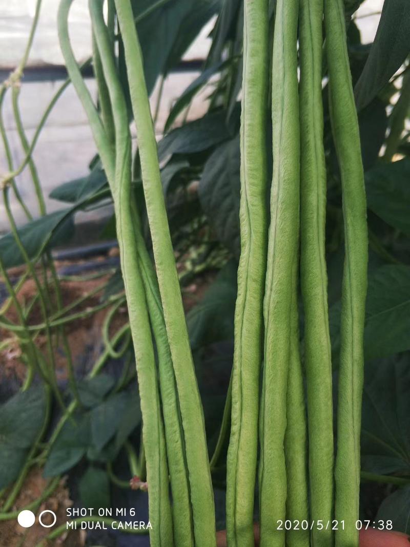 沃豇12豆角种子翻花速度快双荚多高温不易变色不鼓籽