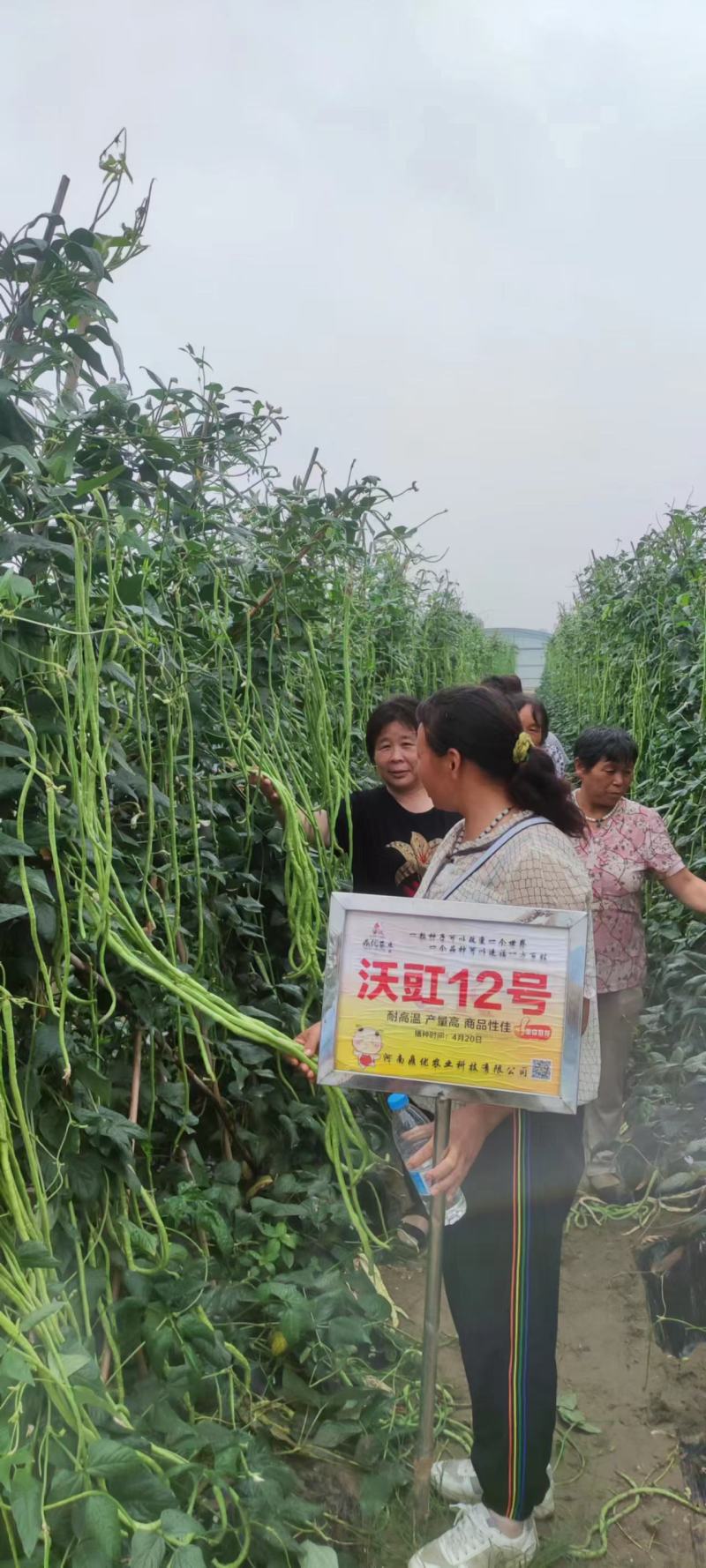 沃豇12豆角种子翻花速度快双荚多高温不易变色不鼓籽