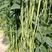 沃豇12豆角种子翻花速度快双荚多高温不易变色不鼓籽