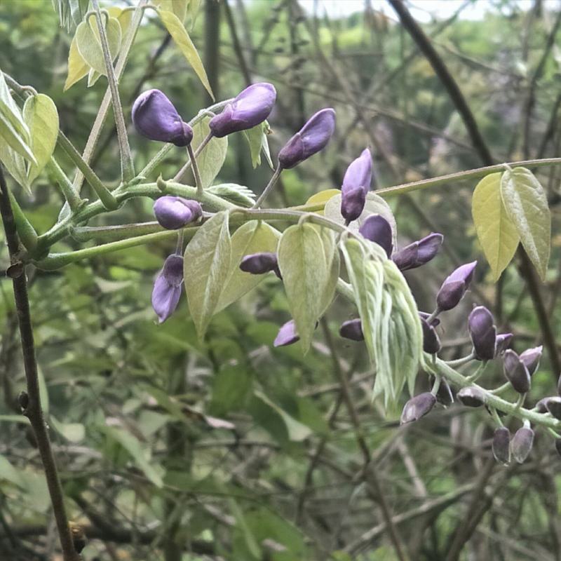 紫藤花