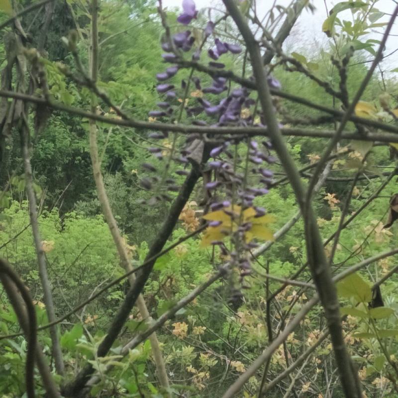 紫藤花