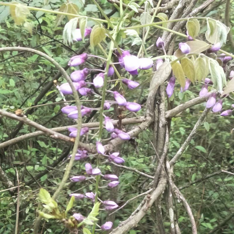 紫藤花