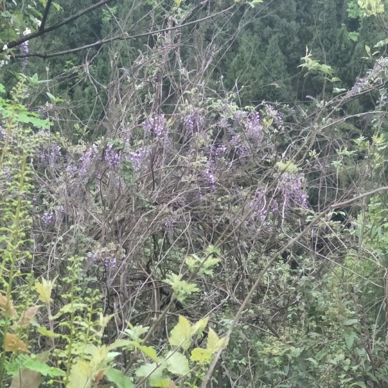 紫藤花