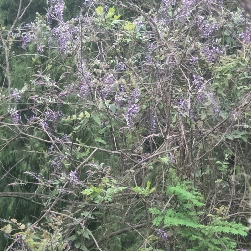 紫藤花