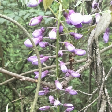 紫藤花