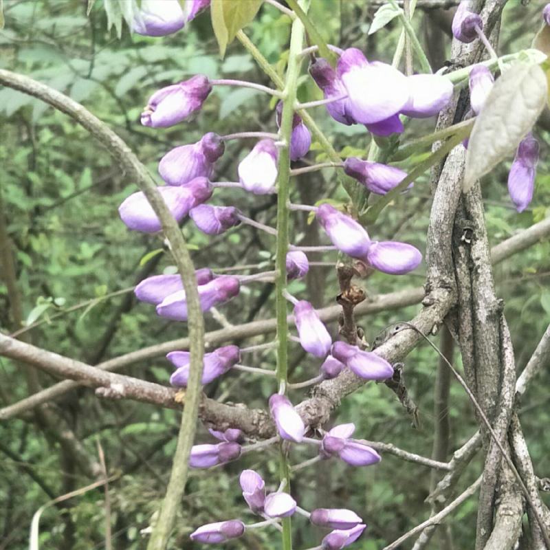紫藤花