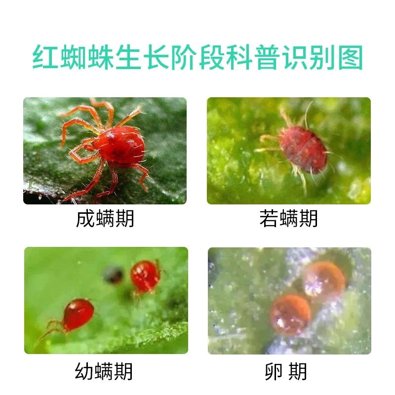 双星农药解网23%阿维菌素乙螨唑复配杀虫剂农药