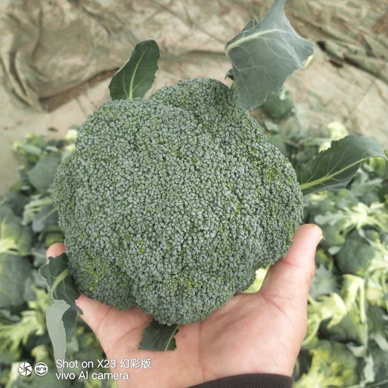河南精品西蓝花，小米粒，保质保量，大量上货，货量充足