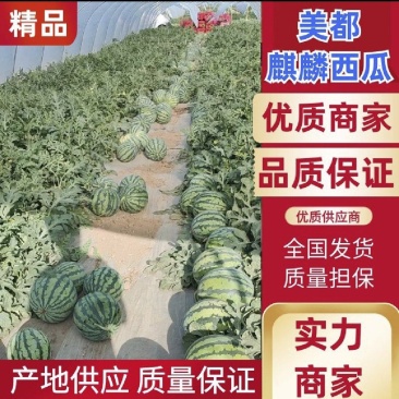 【西瓜】美都西瓜8424麒麟西瓜品质优良甘甜爽口大量供应