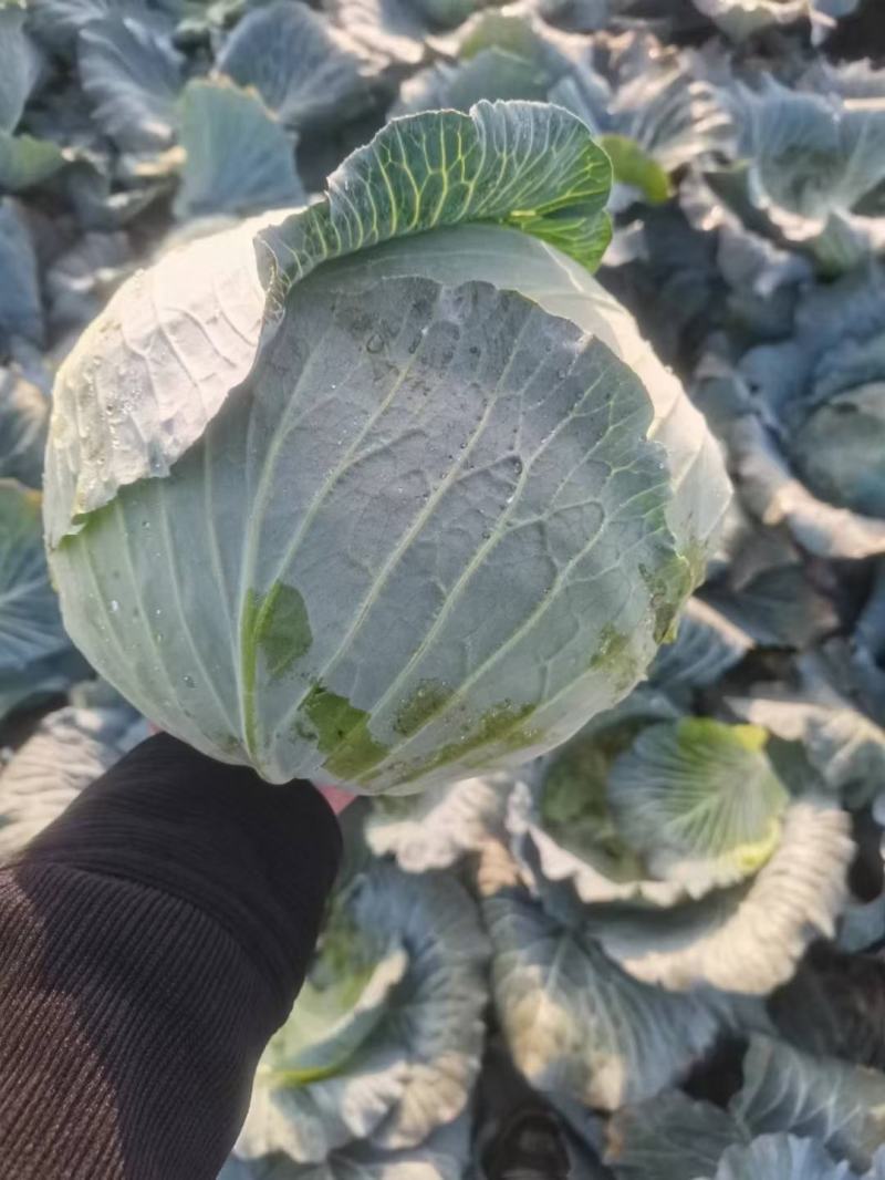 大扁包产地直供大产区.货源充足全国发货。菜质清秀漂亮