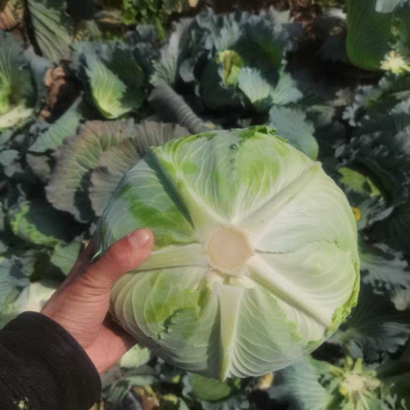 大扁包产地直供大产区.货源充足全国发货。菜质清秀漂亮