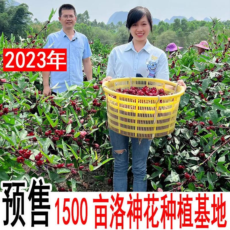 2023年新鲜洛神花玫瑰茄种植基地红桃k果干花花茶