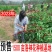 2023年新鲜洛神花玫瑰茄种植基地红桃k果干花花茶