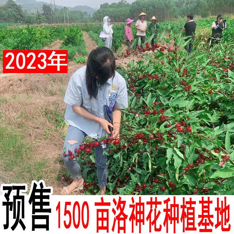 2023年新鲜洛神花玫瑰茄种植基地红桃k果干花花茶