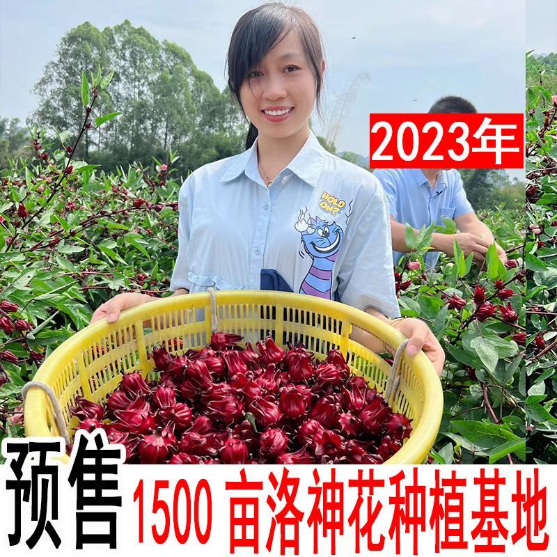 2023年新鲜洛神花玫瑰茄种植基地红桃k果干花花茶