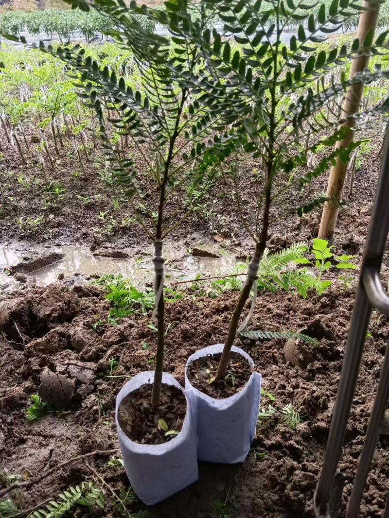 云南甜橄榄甜种油柑果苗