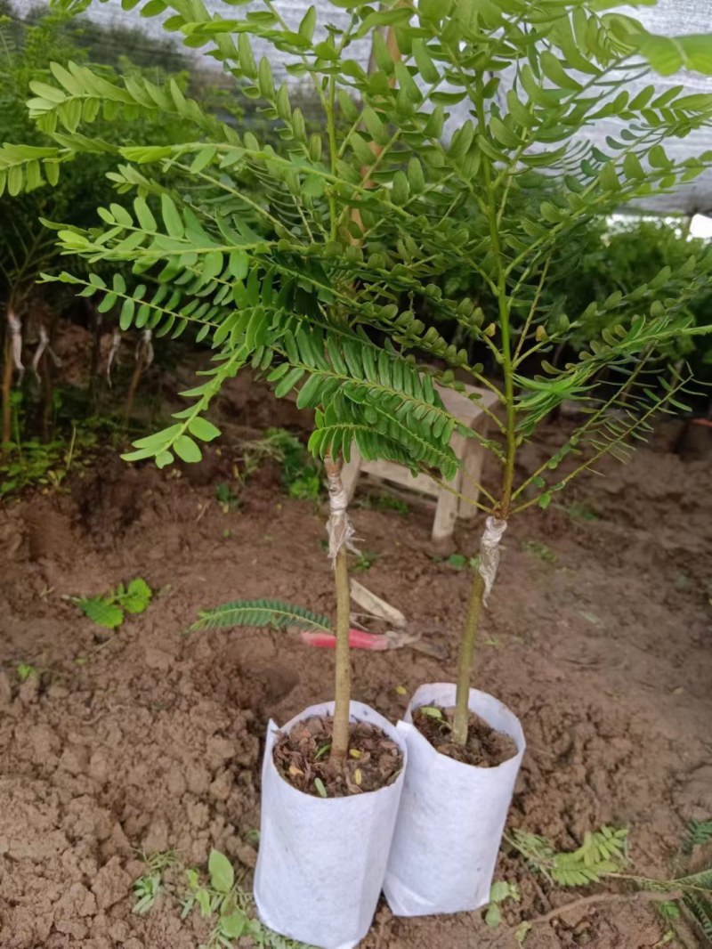 云南甜橄榄甜种油柑果苗