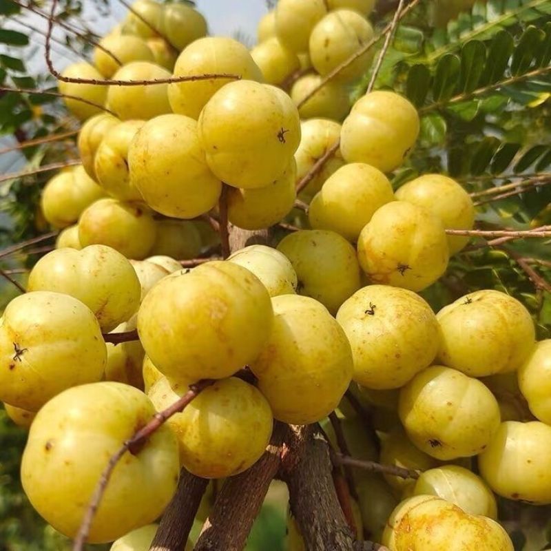 云南甜橄榄甜种油柑果苗