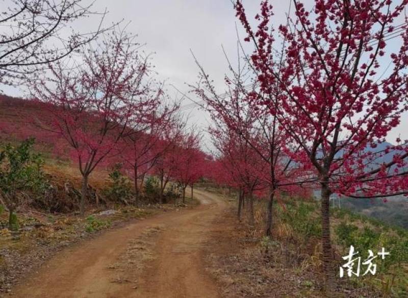 卖观赏中国红樱花树地径10到17