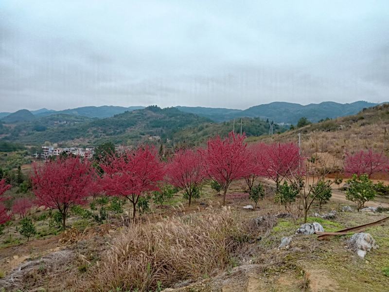 卖观赏中国红樱花树地径10到17