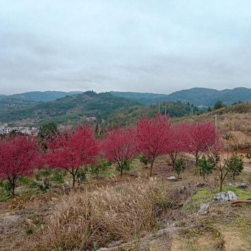 卖观赏中国红樱花树地径10到17