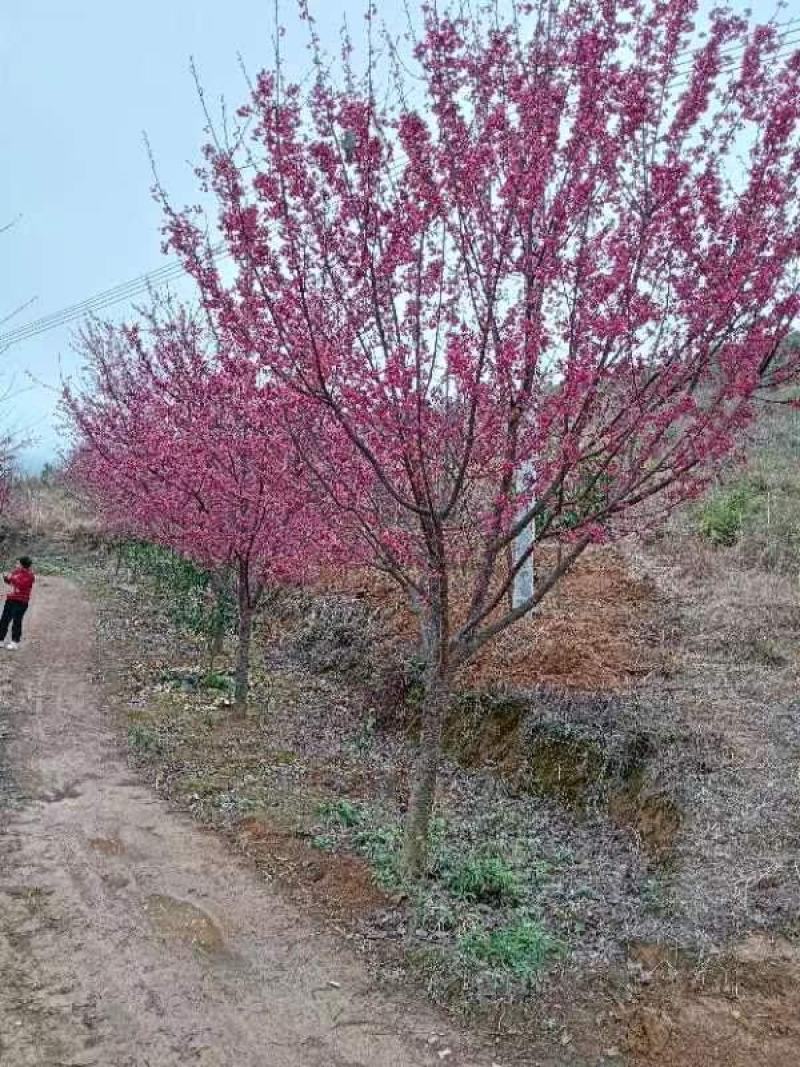 卖观赏中国红樱花树地径10到17