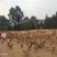 放养土鸡，
