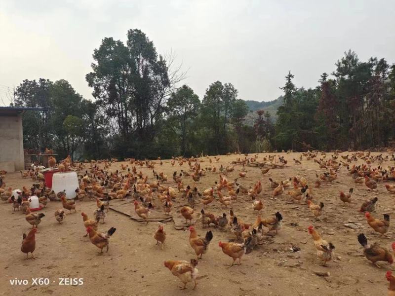 放养土鸡，