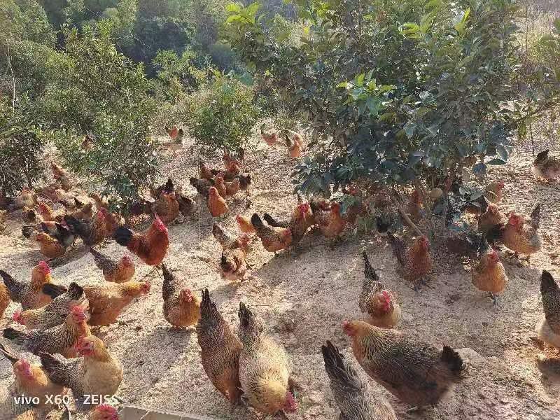 放养土鸡，