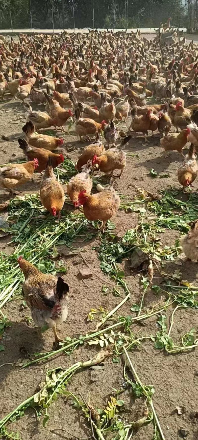 放养土鸡，
