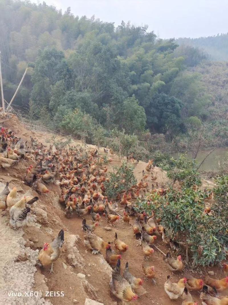 放养土鸡，