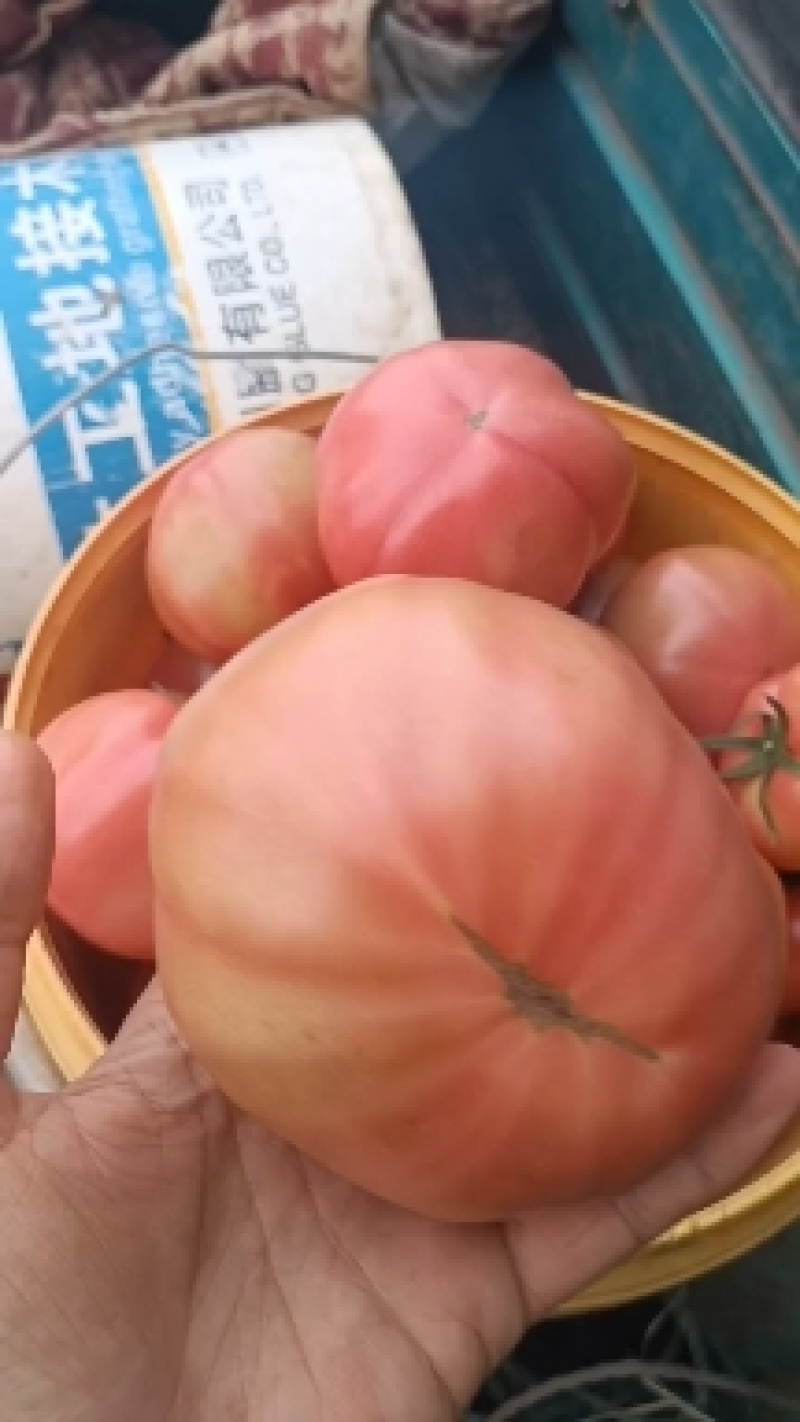 大元斗西红柿，大元宝西红柿，青岛市场，腰子型，畸形果多汁