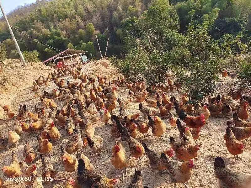 放养土鸡，