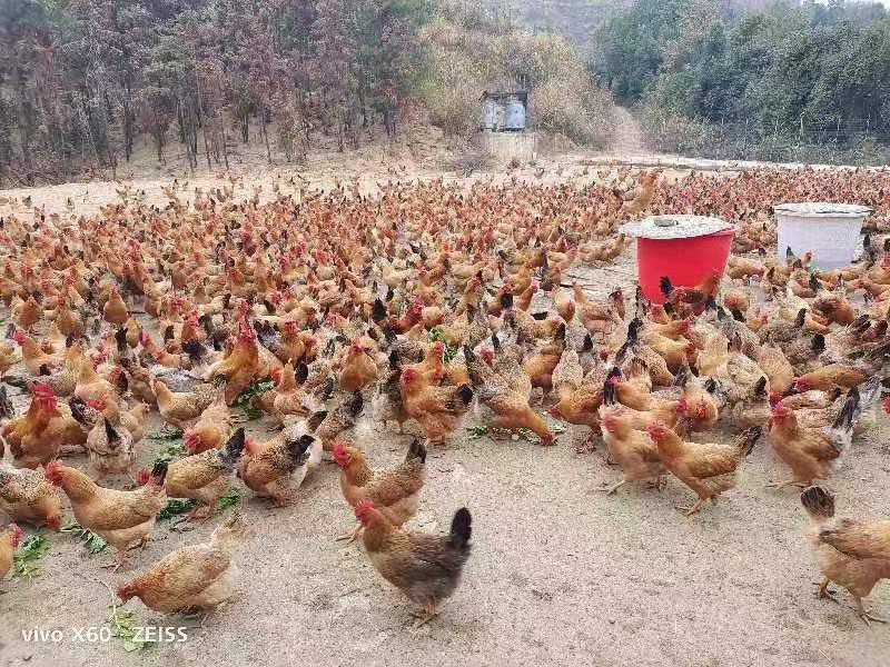 放养土鸡，