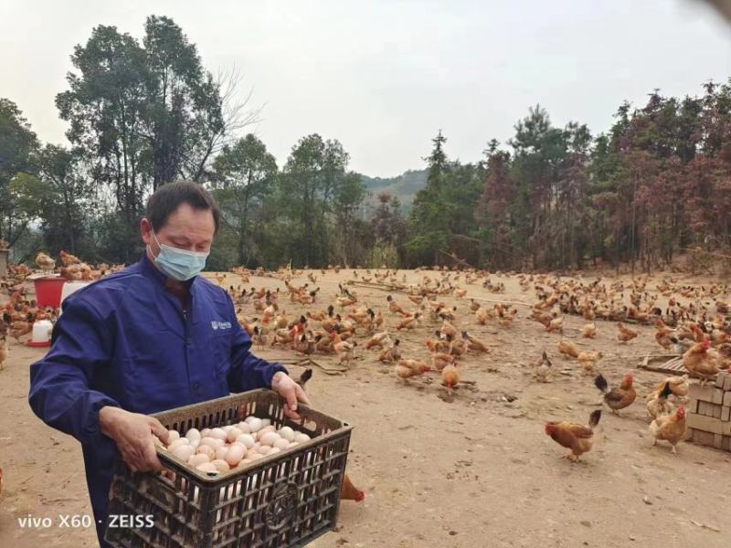放养土鸡，