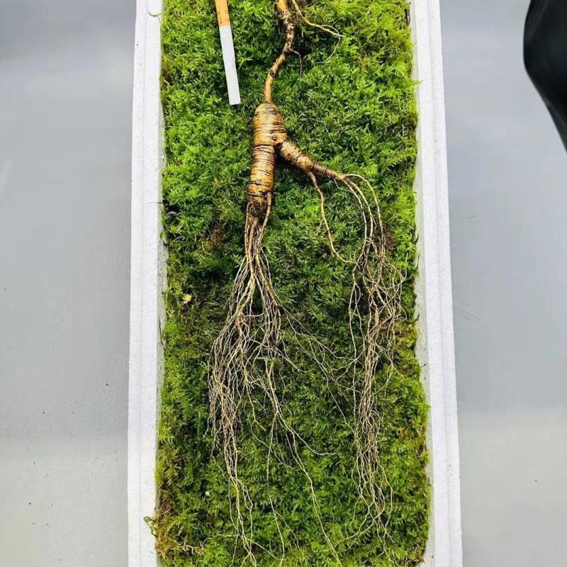 长白山林下参，精品货