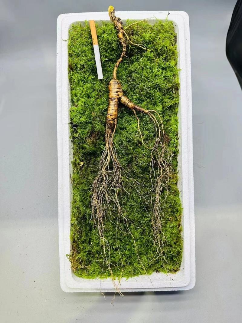 长白山林下参，精品货