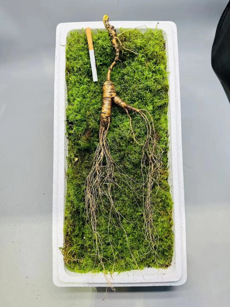 长白山林下参，精品货