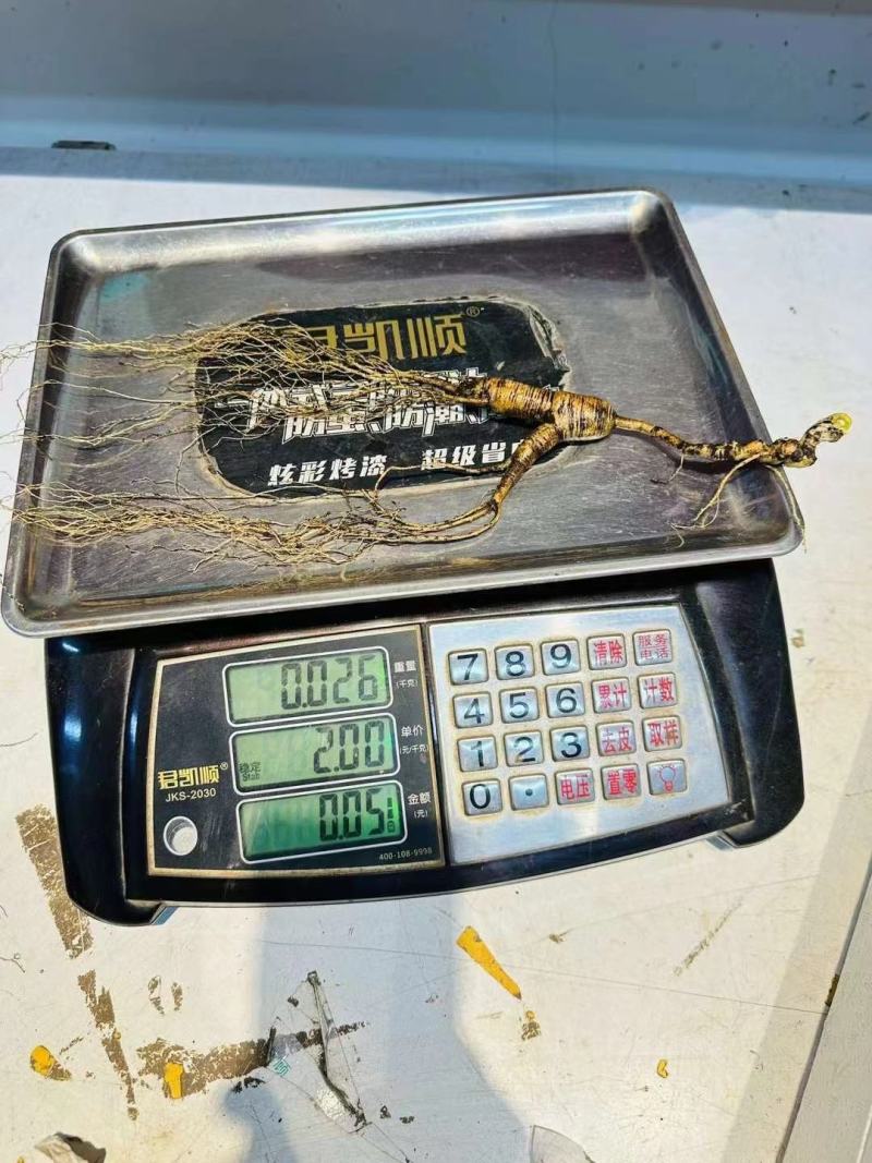 长白山林下参，精品货