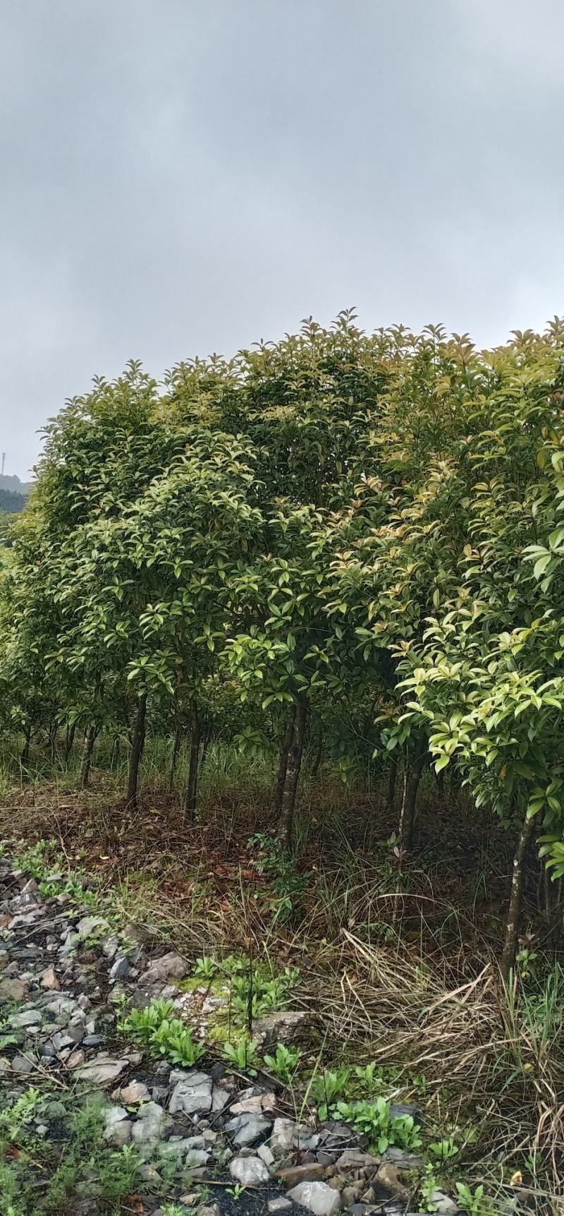 桂花树，大量现货，3-10公分，欢迎咨询