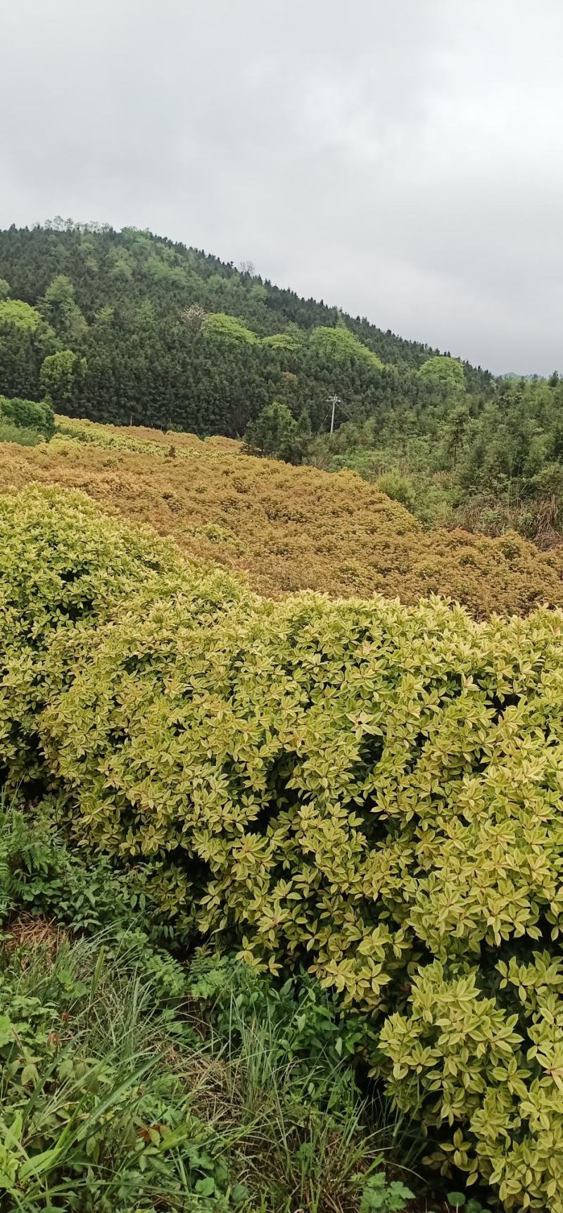 桂花树，大量现货，3-10公分，欢迎咨询