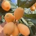 早钟枇杷苗，早钟六号枇杷苗，早钟6号枇杷苗，四川苗品种纯
