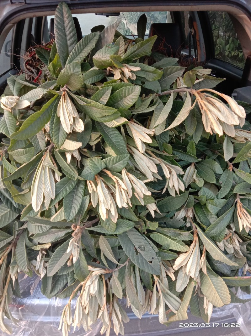 早钟枇杷苗，早钟六号枇杷苗，早钟6号枇杷苗，四川苗品种纯