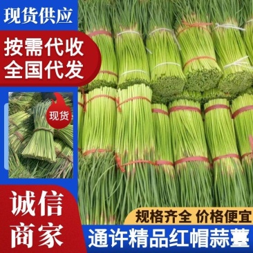 【荐】通许蒜薹可单独提供场地做蒜薹按规格分把冷库打