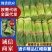 【荐】通许蒜薹可单独提供场地做蒜薹按规格分把冷库打