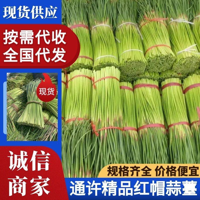 【荐】通许蒜薹可单独提供场地做蒜薹按规格分把冷库打