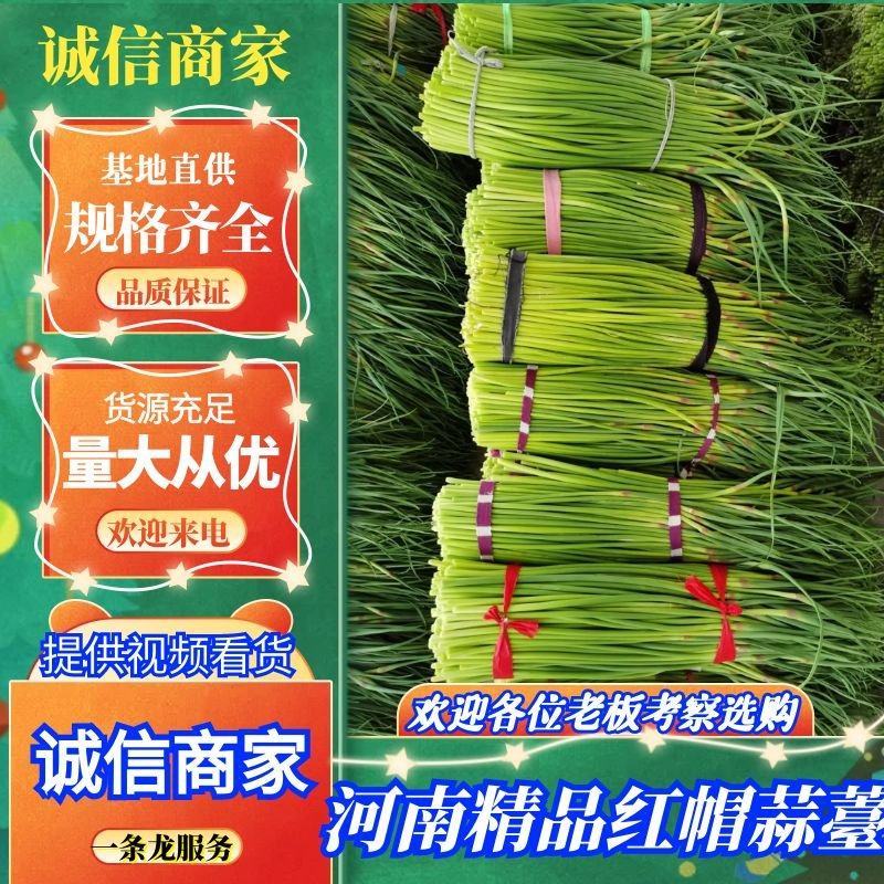 🔥精品红帽蒜薹产地直发新鲜上市量大从优